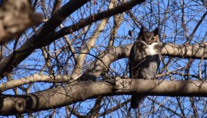 Owl sitting on tree. 