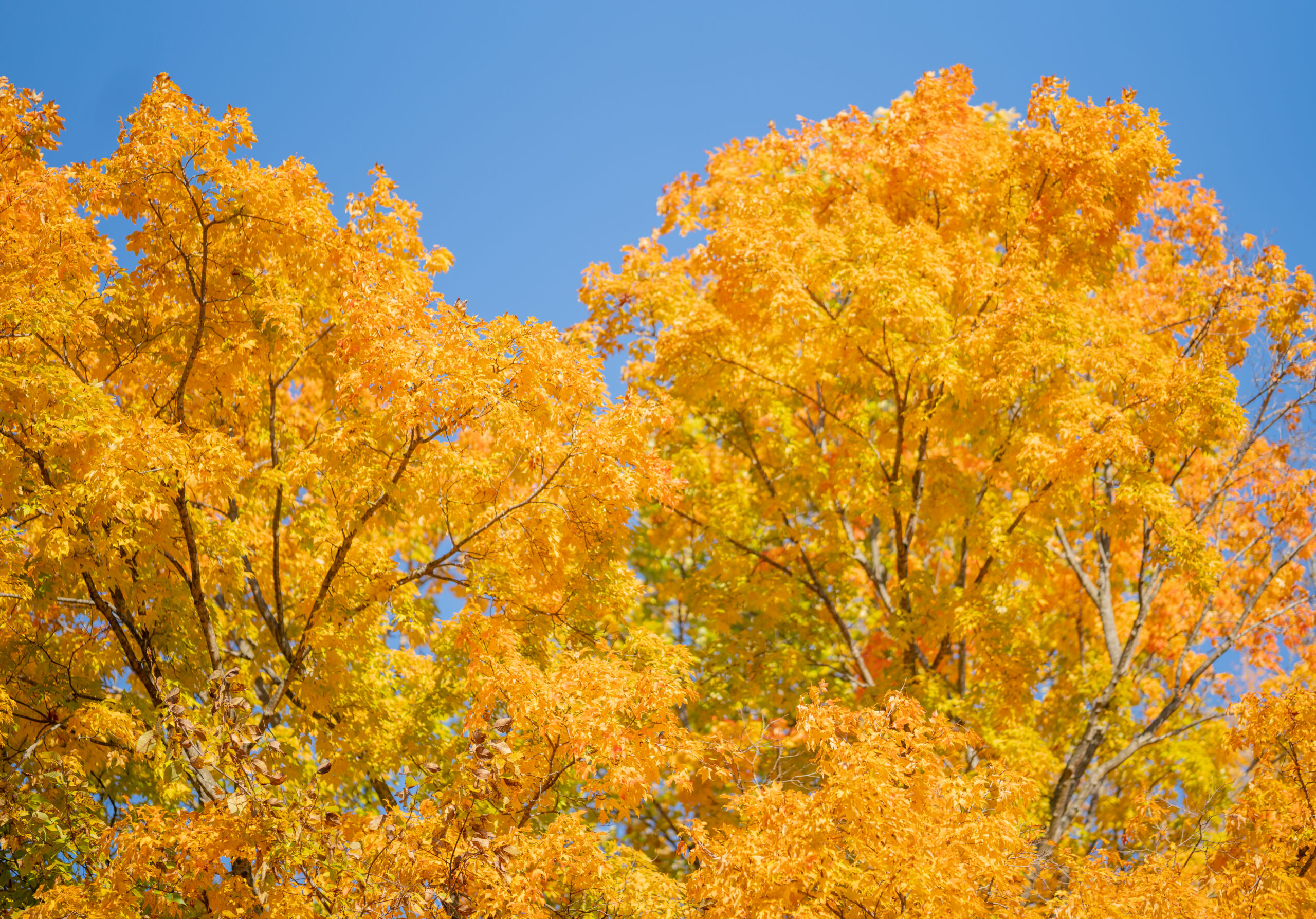 Fall trees at Central Park.